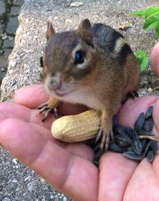 Chipmunk eating out of my hand